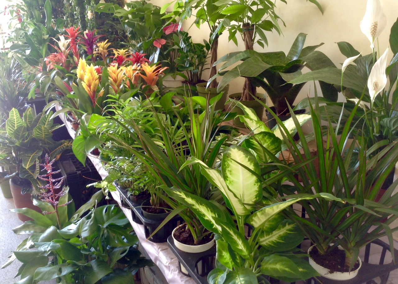 plant assortment